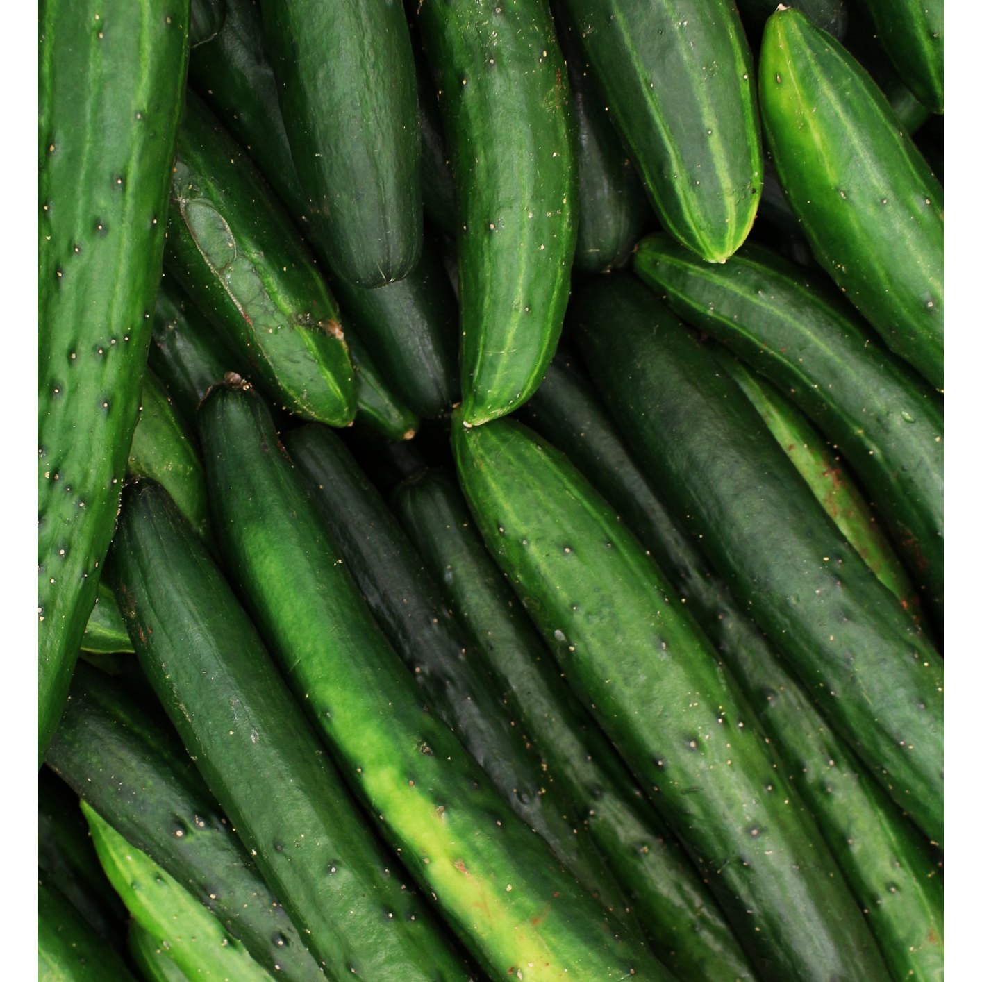 Cucumber