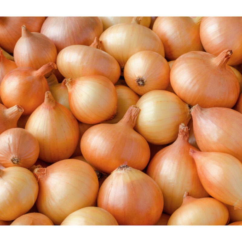 Onion