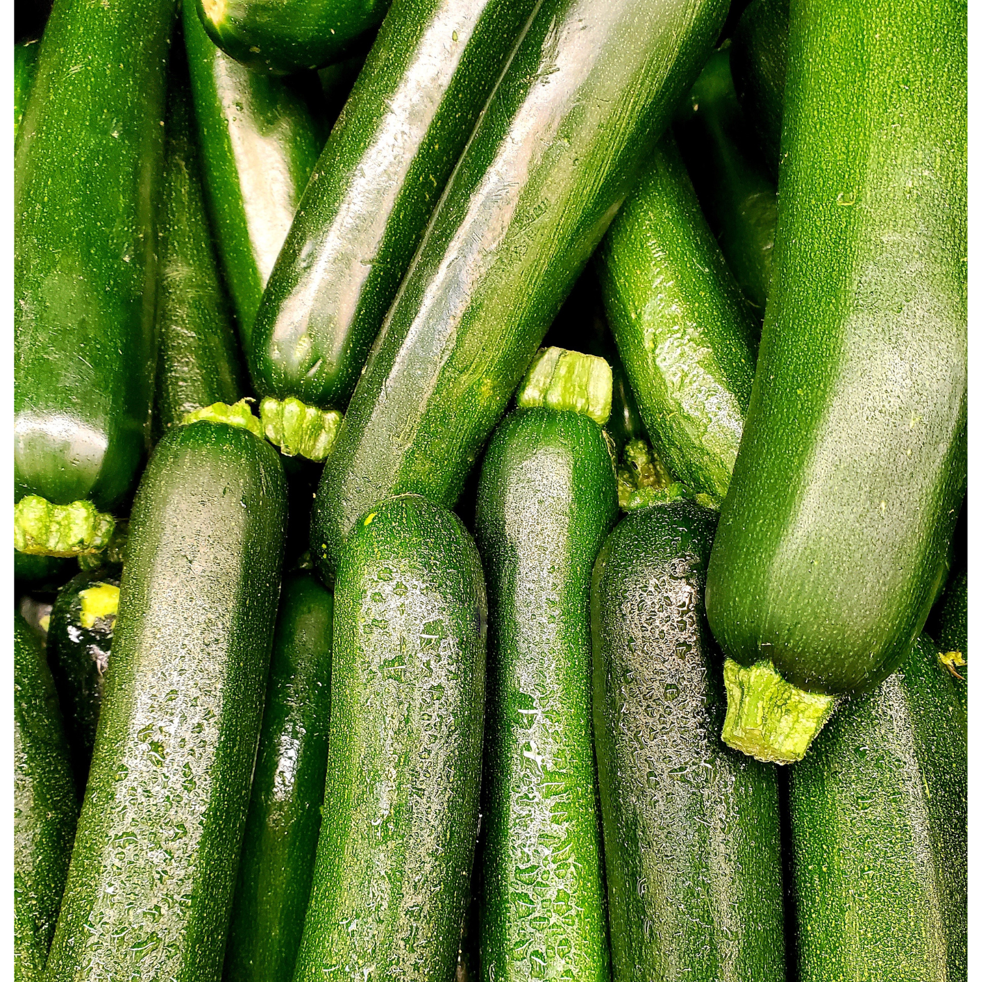 Zucchini